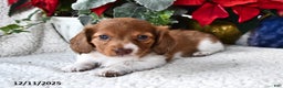 Miniature Dachshund dogs for sale: Rover - Ad 3