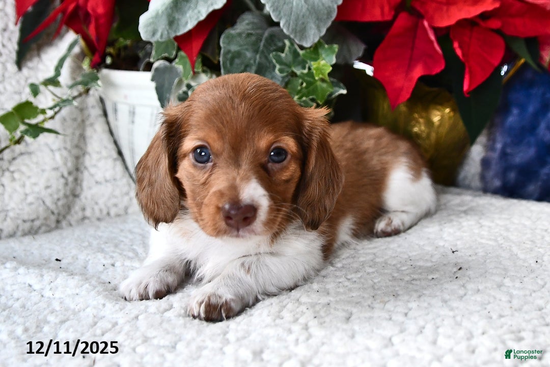 Miniature Dachshund dogs for sale: Rover - Ad 3