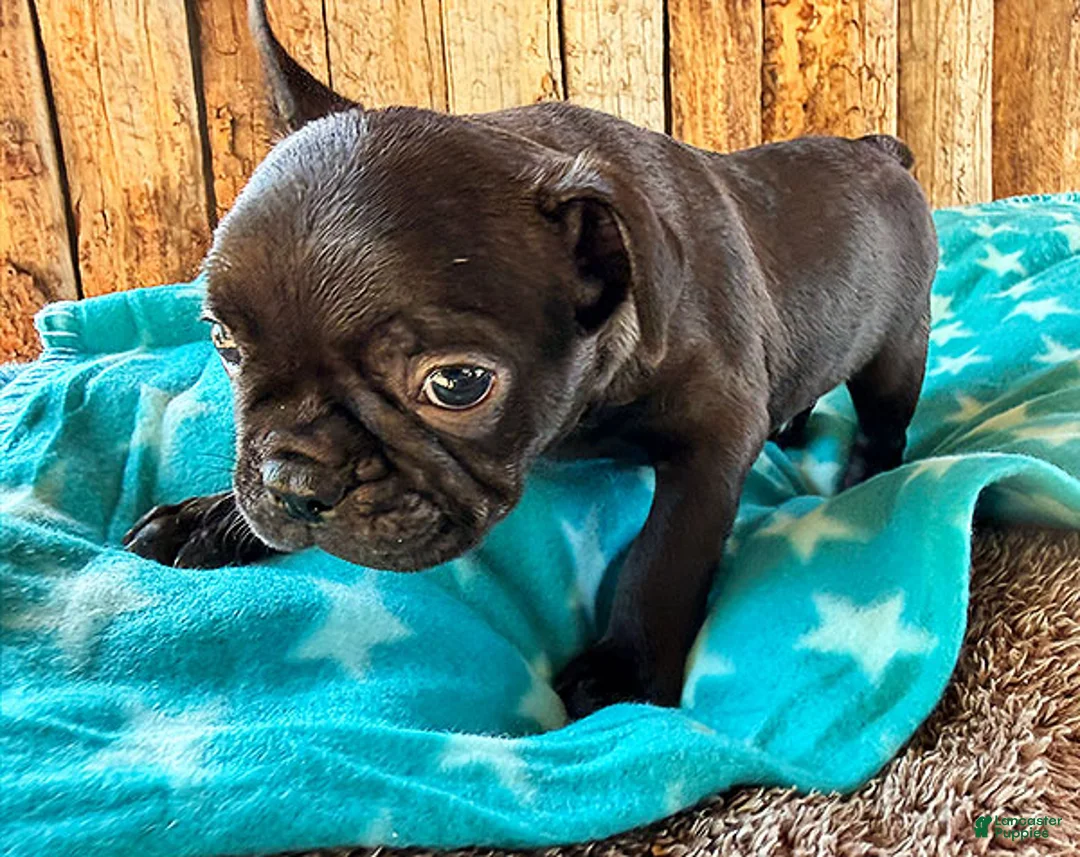 Frenchton dogs for sale: Gorilla - Ad 2