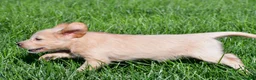 Labradoodle dogs for sale: Mindy - Ad 7