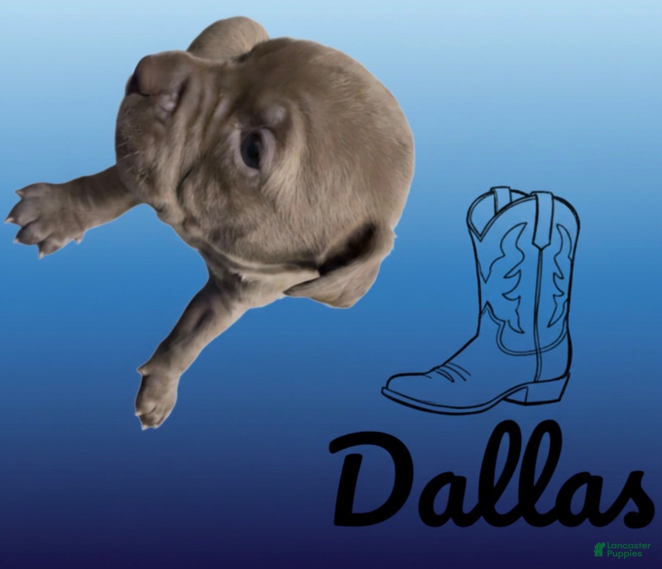 American Pit Bull Terrier dogs Dallas - Ad 31