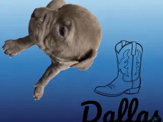 American Pit Bull Terrier dogs Dallas - Ad 42