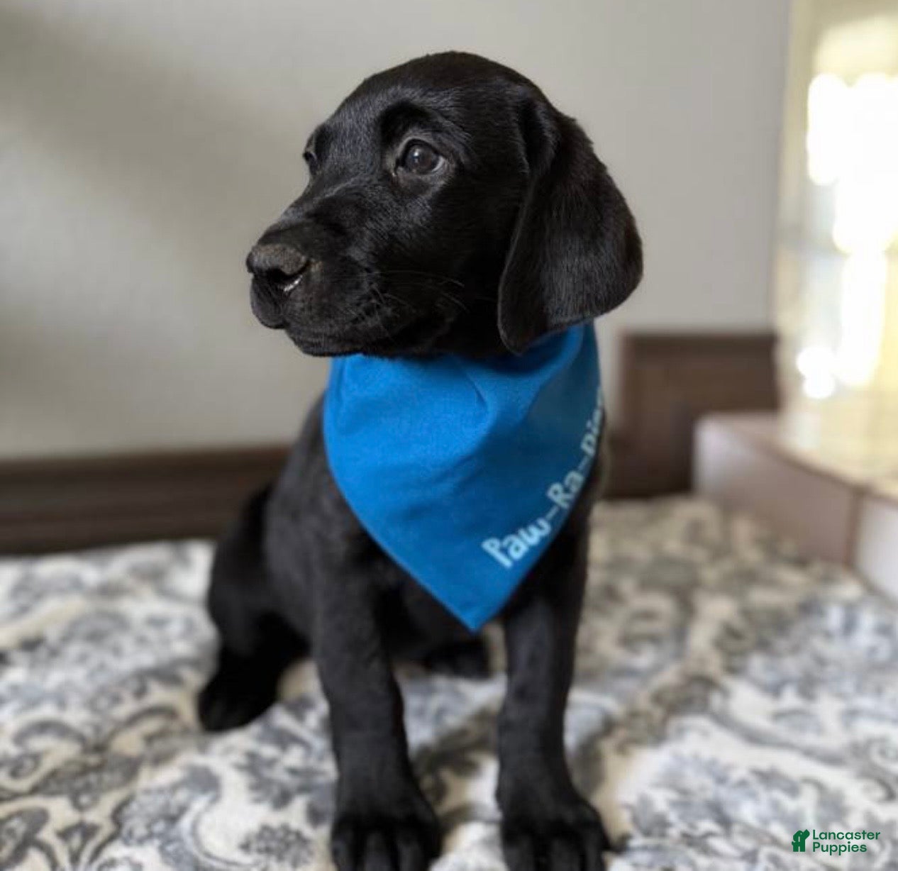 Labrador Retriever dogs Labrador Retriever Puppy 1 - Ad 1