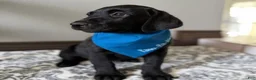 Labrador Retriever dogs for sale: Labrador Retriever Puppy 1 - Ad 1