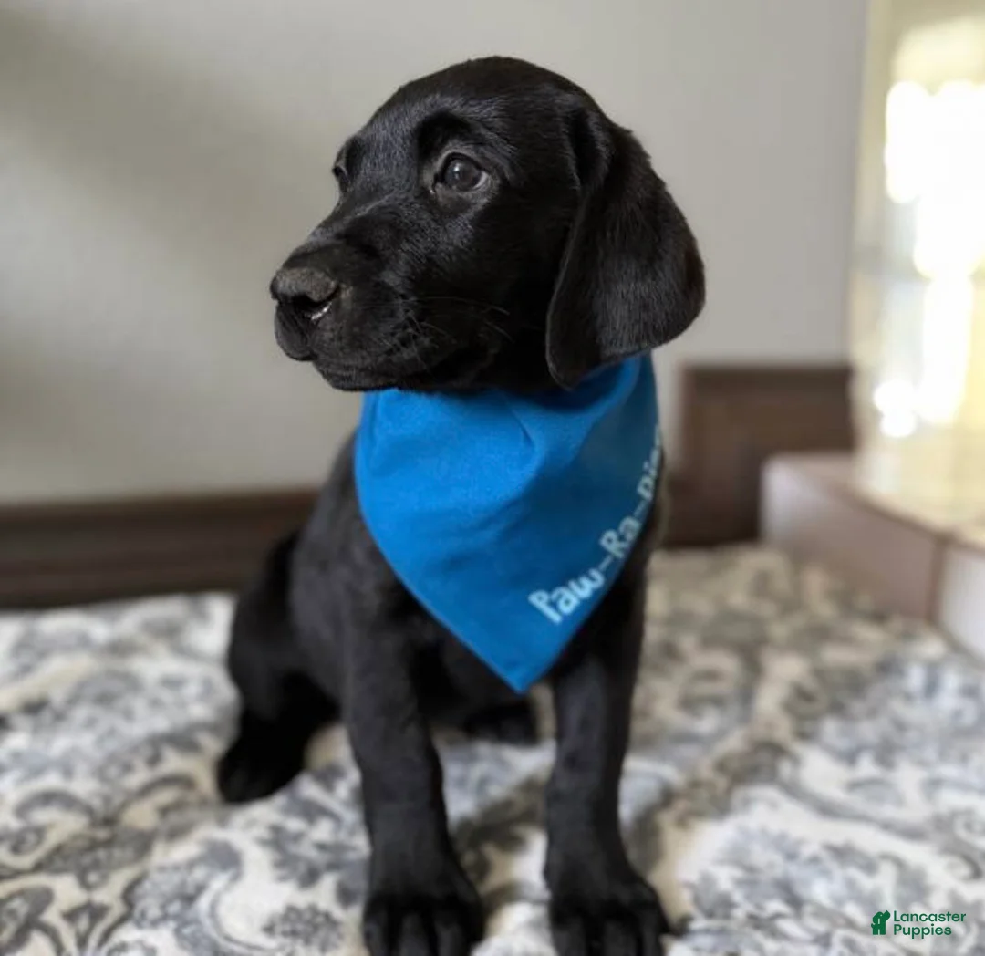 Labrador Retriever dogs for sale: Labrador Retriever Puppy 1 - Ad 1
