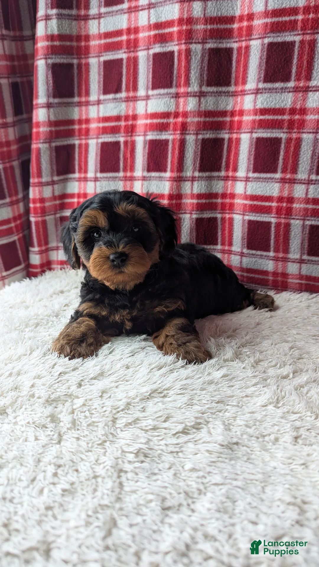 Yorkiepoo dogs for sale: Apollo - Ad 8