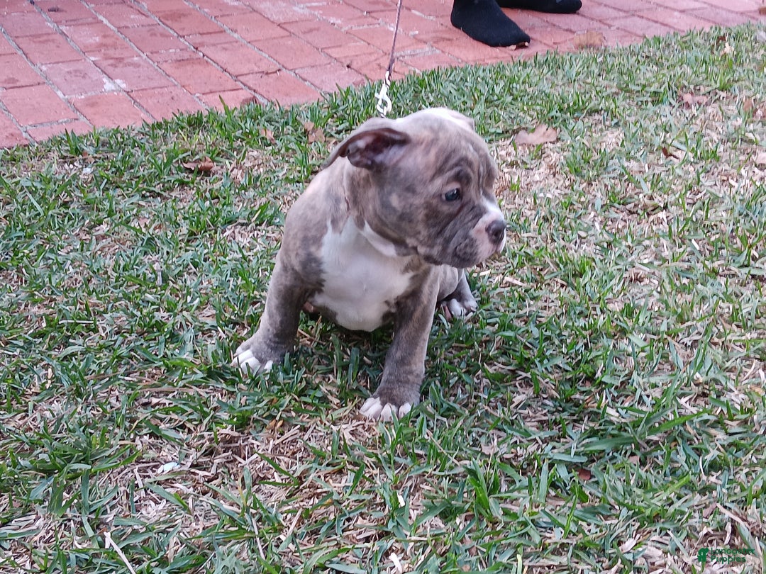 American Bully dogs for sale: Tigris - Ad 2