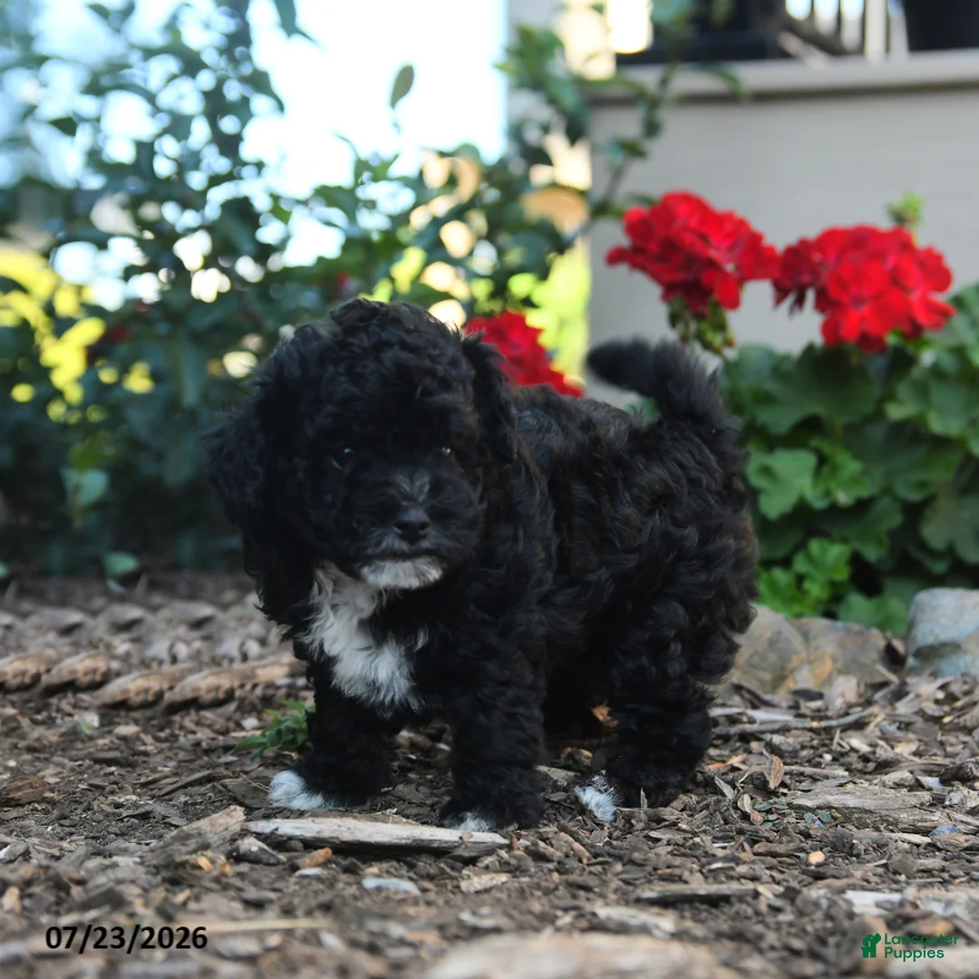 Havapoo dogs for sale: Shelly - Ad 3