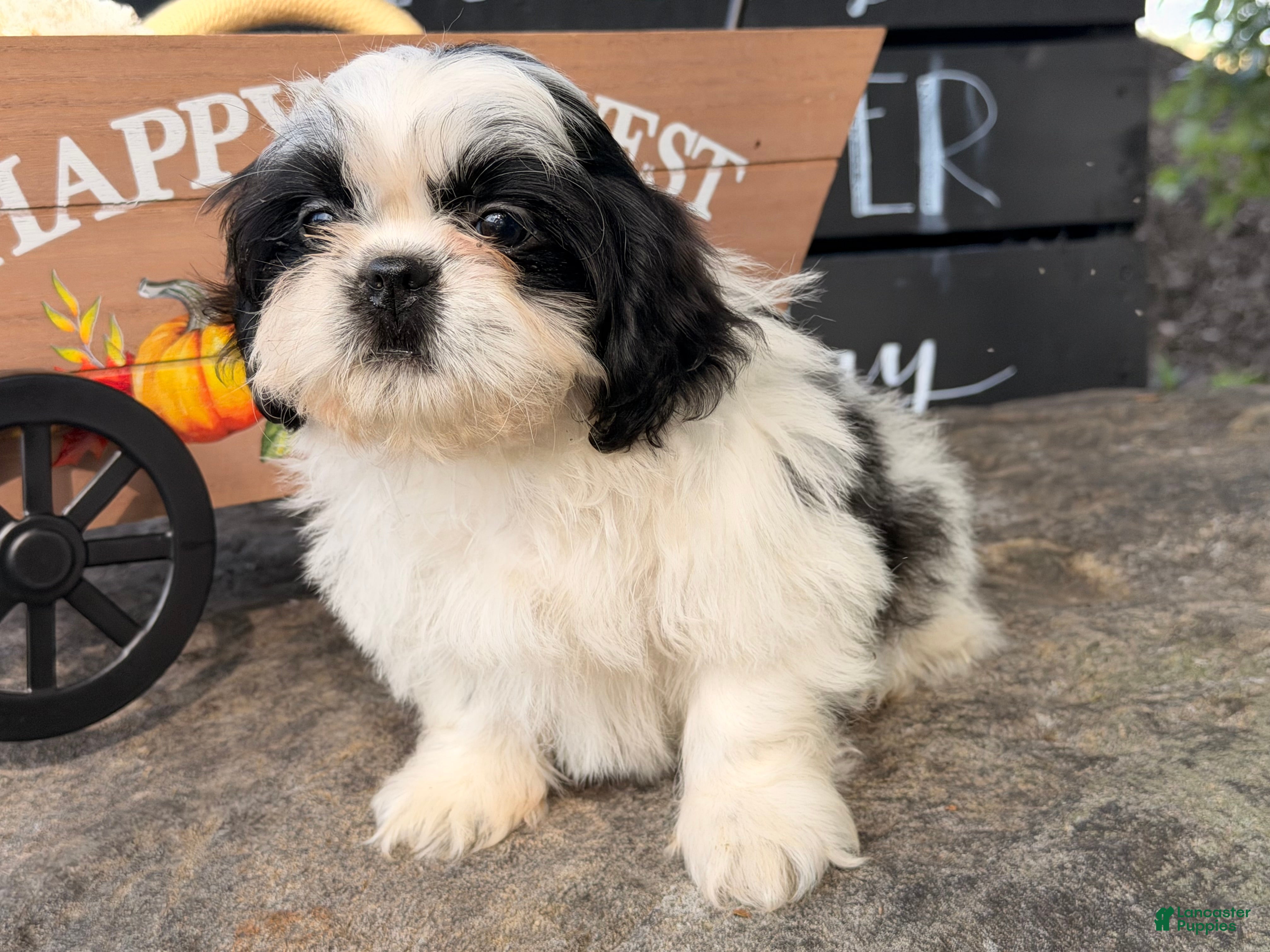 Shih Tzu dogs Sabrina Shih Tzu  - Ad 2