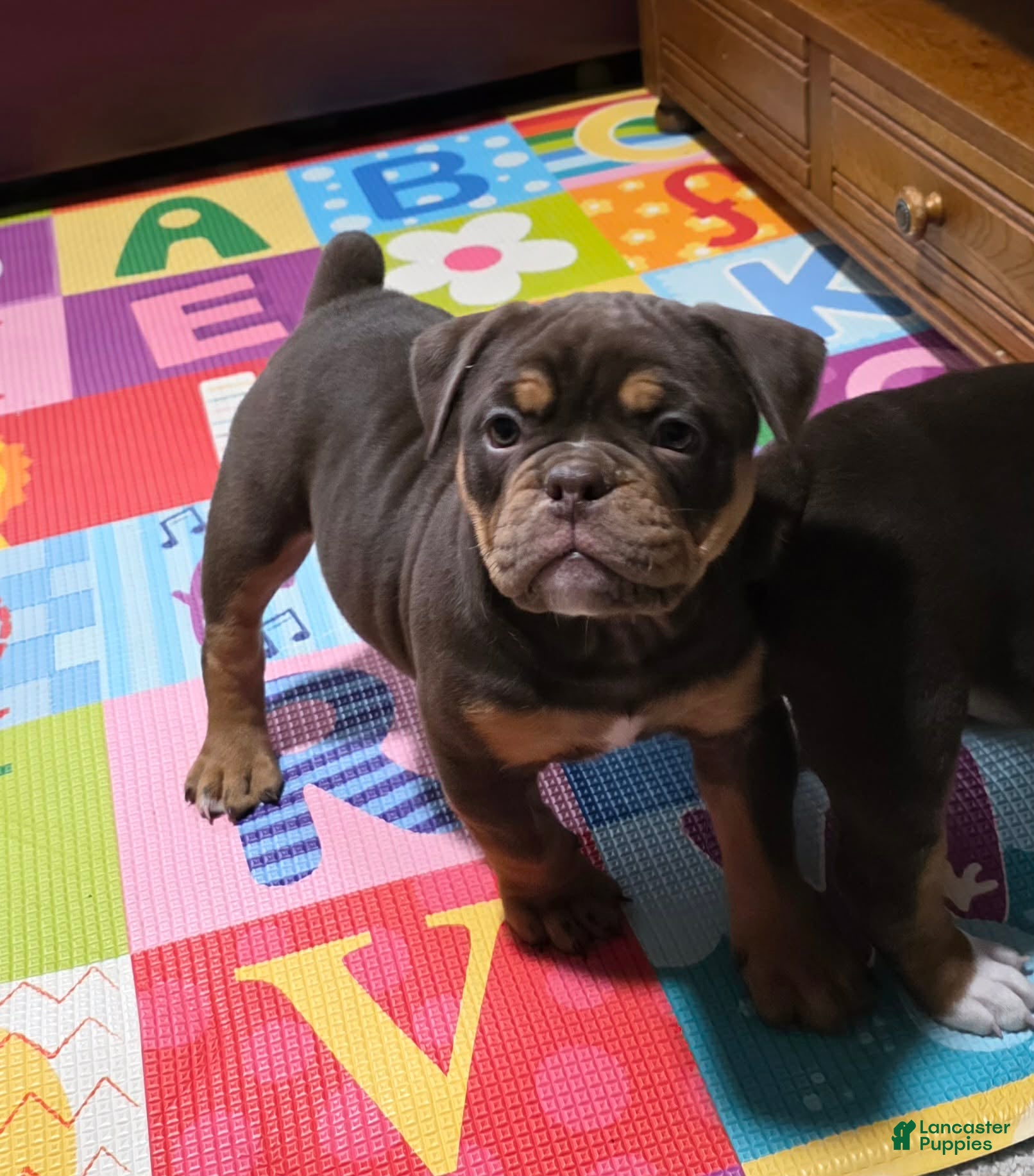 Olde English Bulldogge dogs Cookie  - Ad 5