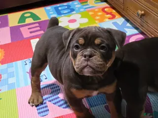 Olde English Bulldogge dogs Cookie - Ad 1