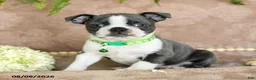 Boston Terrier dogs for sale: Rascal  - Ad 5