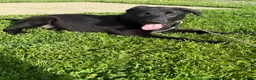 Sheprador dogs for sale: Cocoa - Ad 2