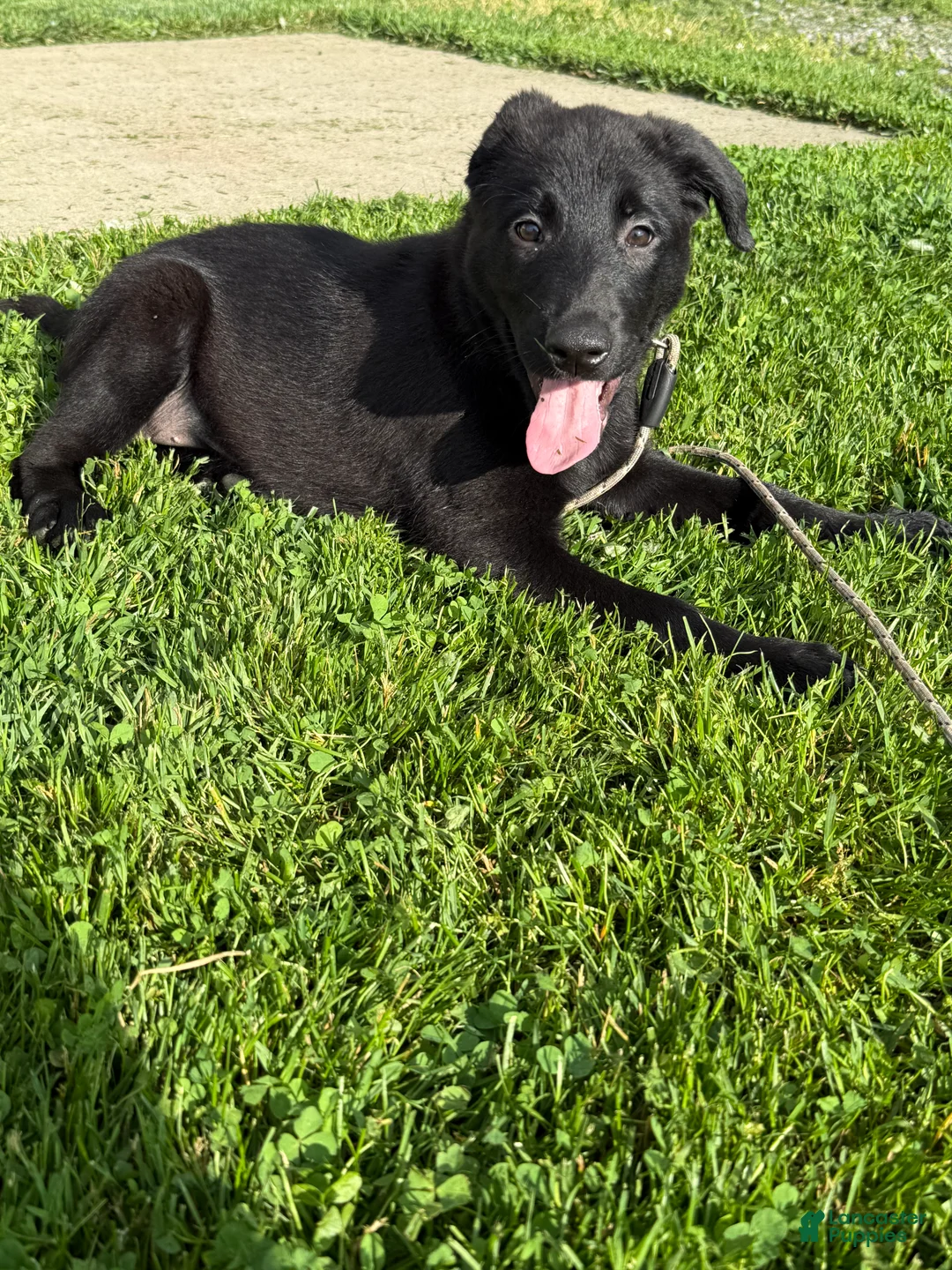 Sheprador dogs for sale: Cocoa - Ad 2