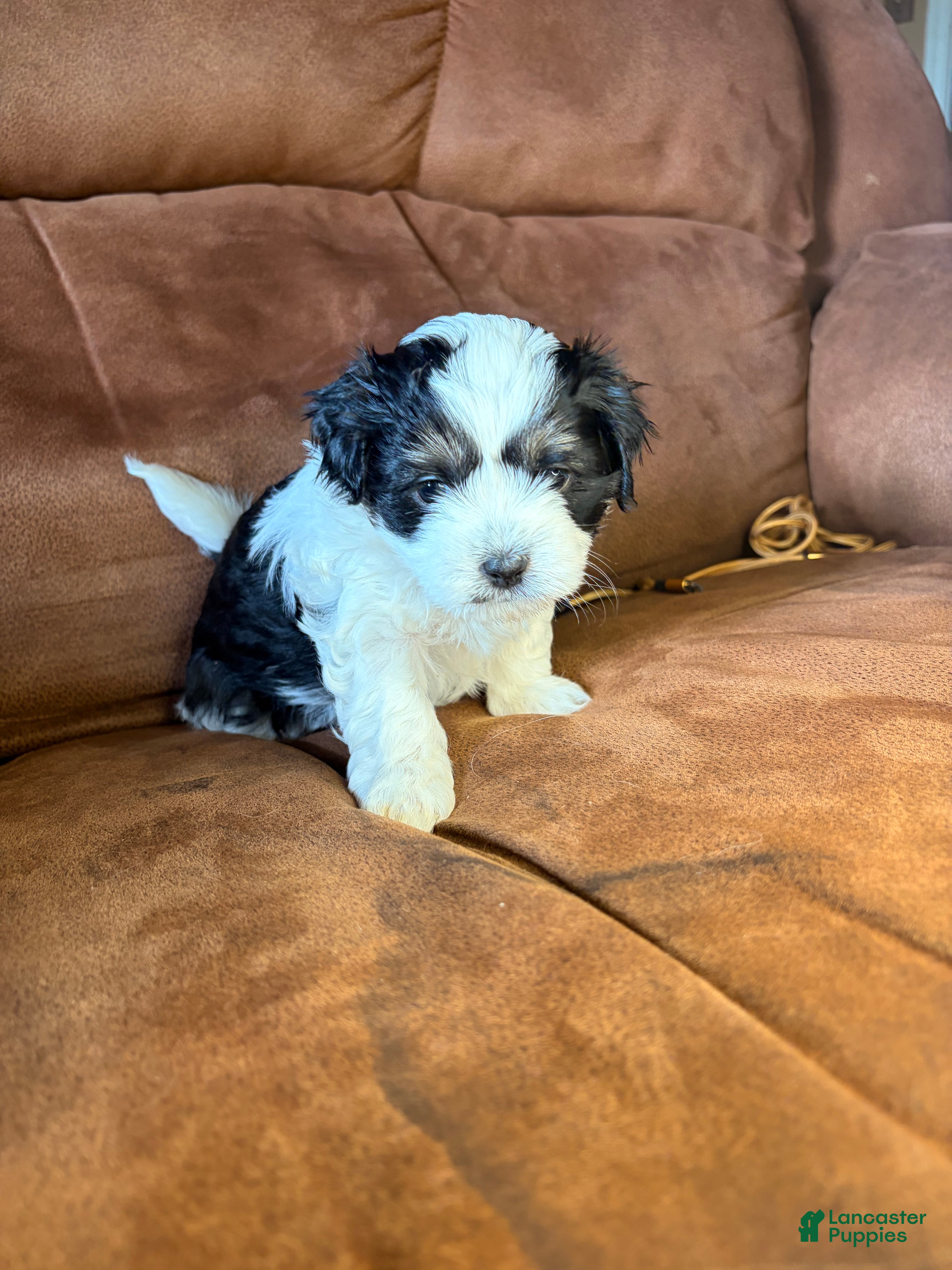 Mixed Breed dogs Milo - Ad 7