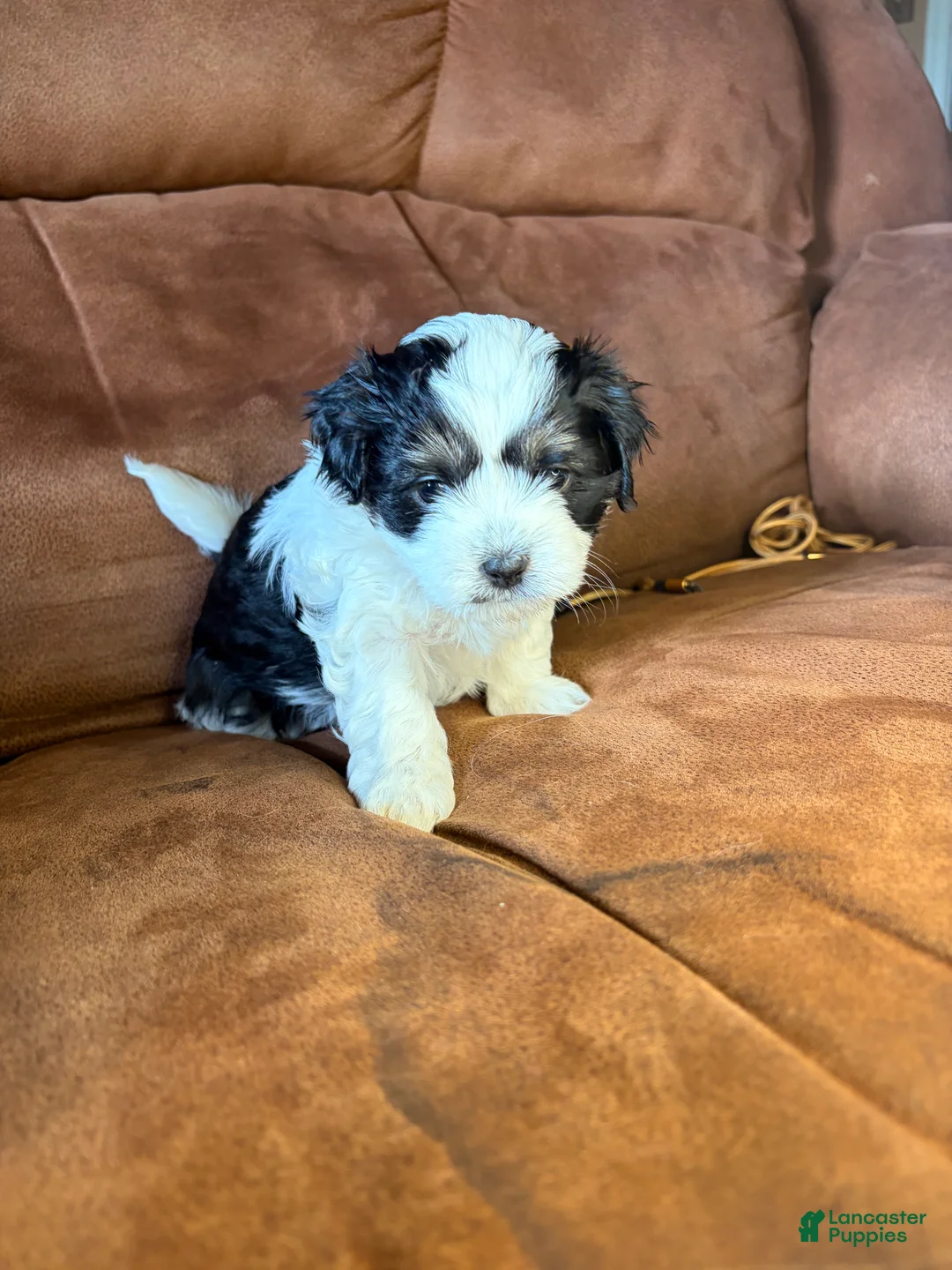 Mixed Breed dogs for sale: Milo - Ad 1