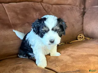 Mixed Breed dogs Milo - Ad 23