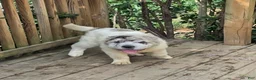 Shar Pei dogs for sale: Nova merle flower bear  - Ad 8
