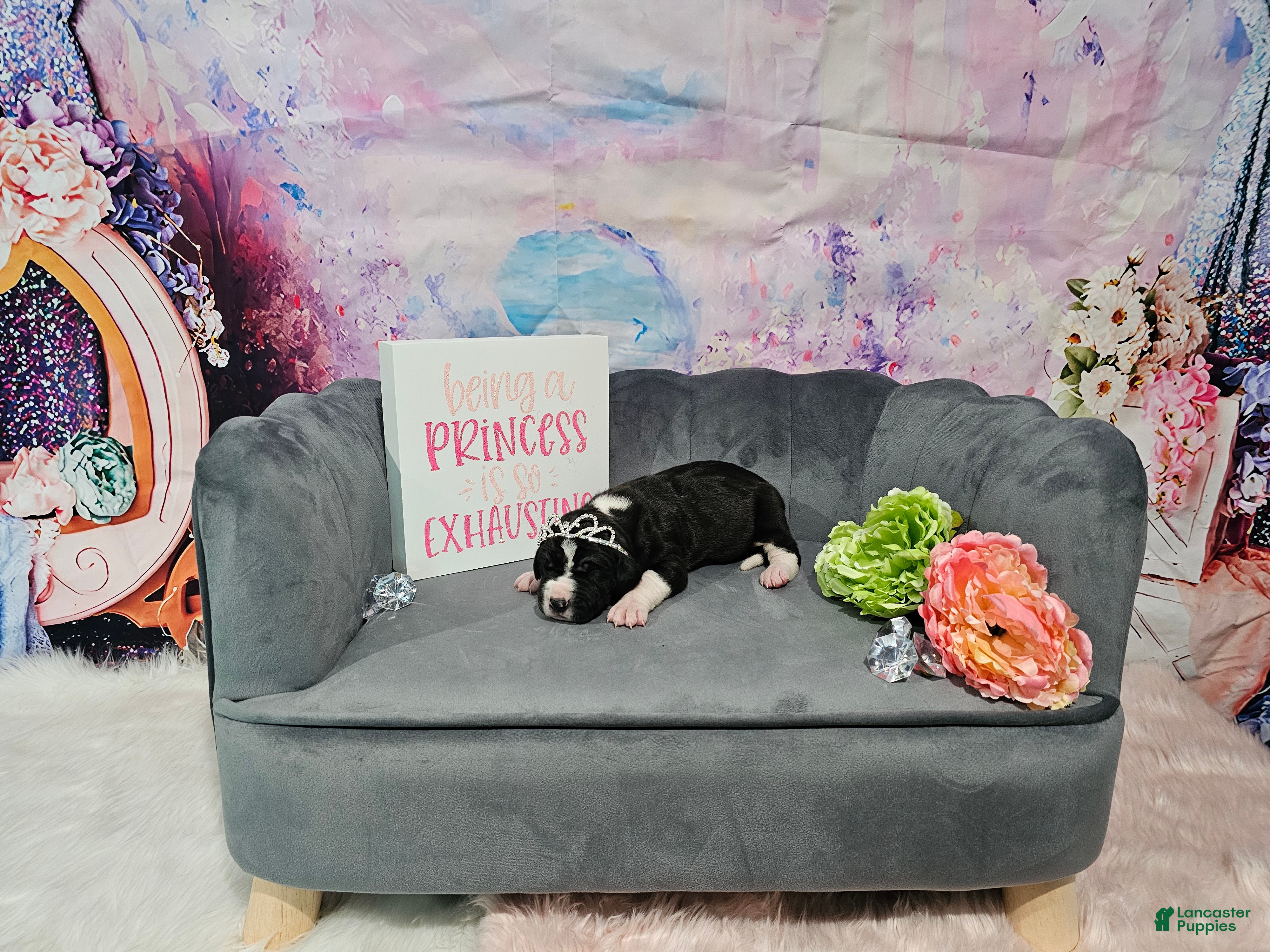 Great Dane dogs Mantle Female  - Ad 2