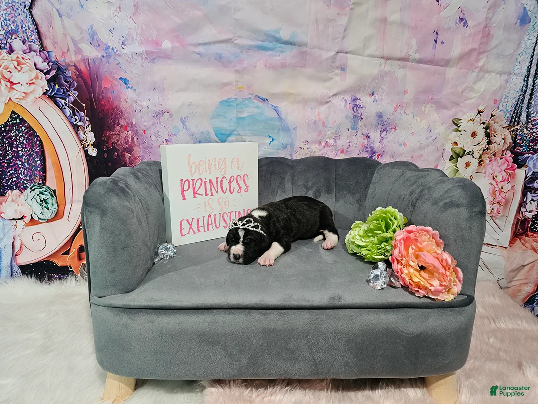 Great Dane dogs for sale: Mantle Female  - Ad 2