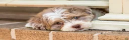 Shihpoo dogs for sale: Bennett - Ad 4