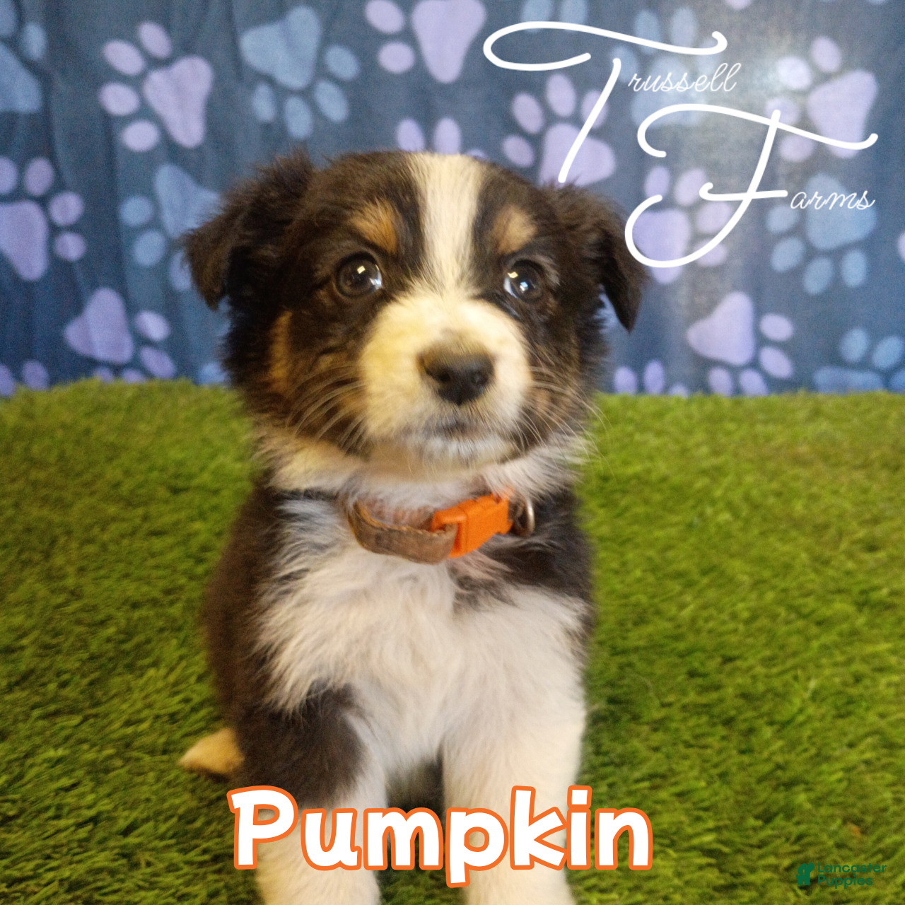 Australian Shepherd dogs Pumpkin  - Ad 1