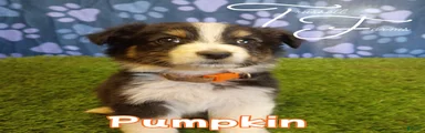 Pumpkin 