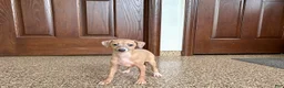 Italian Greyhound dogs for sale: Italian Greyhound male 2 Fawn  - Ad 11