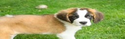 Saint Bernard dogs for sale: Wendeline Saint Bernard  - Ad 5