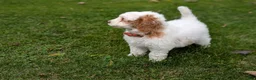Mini Goldendoodle dogs for sale: Buddy - Ad 7