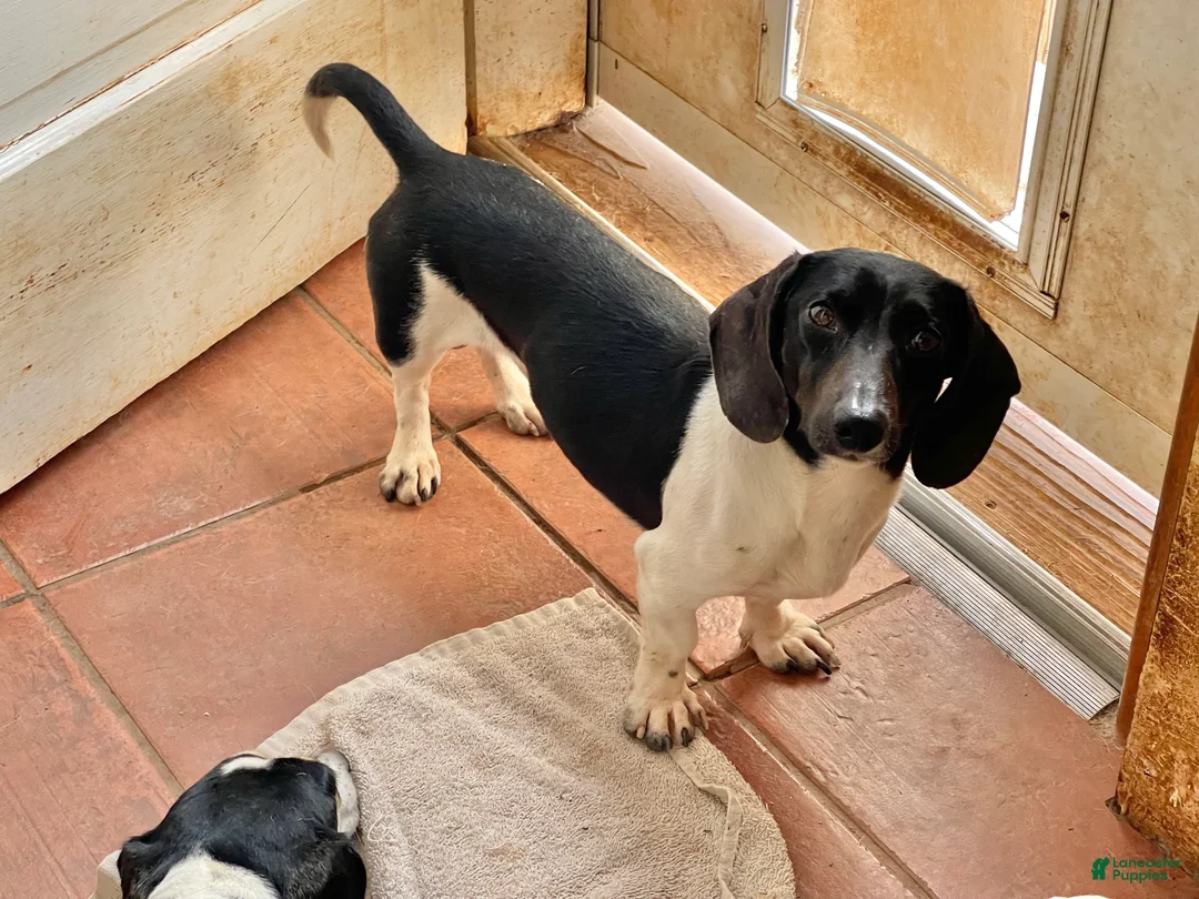 Dachshund dogs for sale: Pippin - Ad 2