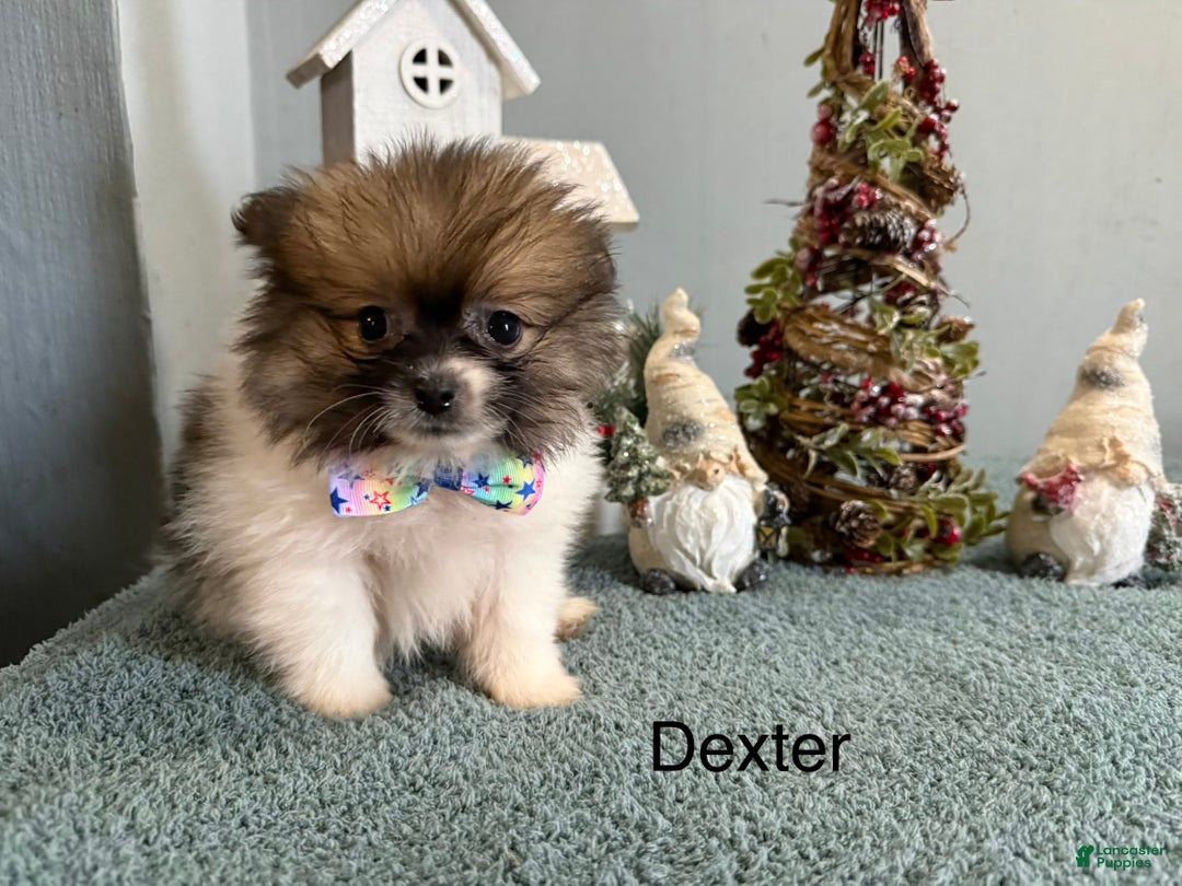 Pomeranian dogs for sale: Dexter  - Ad 3