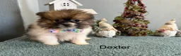 Pomeranian dogs for sale: Dexter  - Ad 3