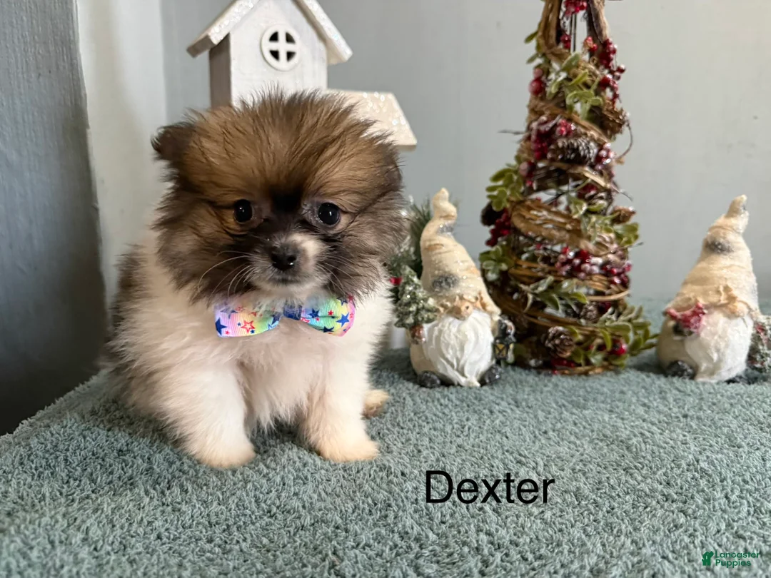 Pomeranian dogs for sale: Dexter  - Ad 3
