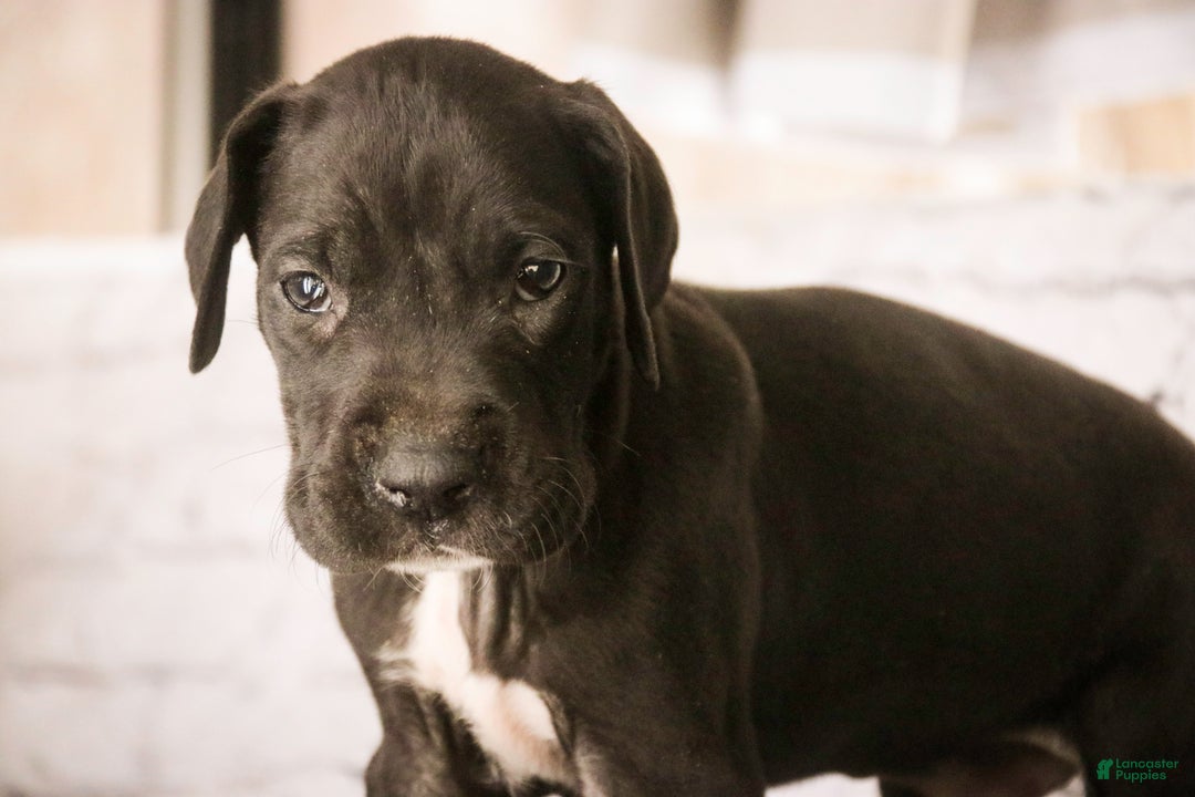 Great Dane dogs for sale: Henry - Ad 5