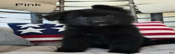 German Shepherd dogs for sale: Pink  - Ad 1