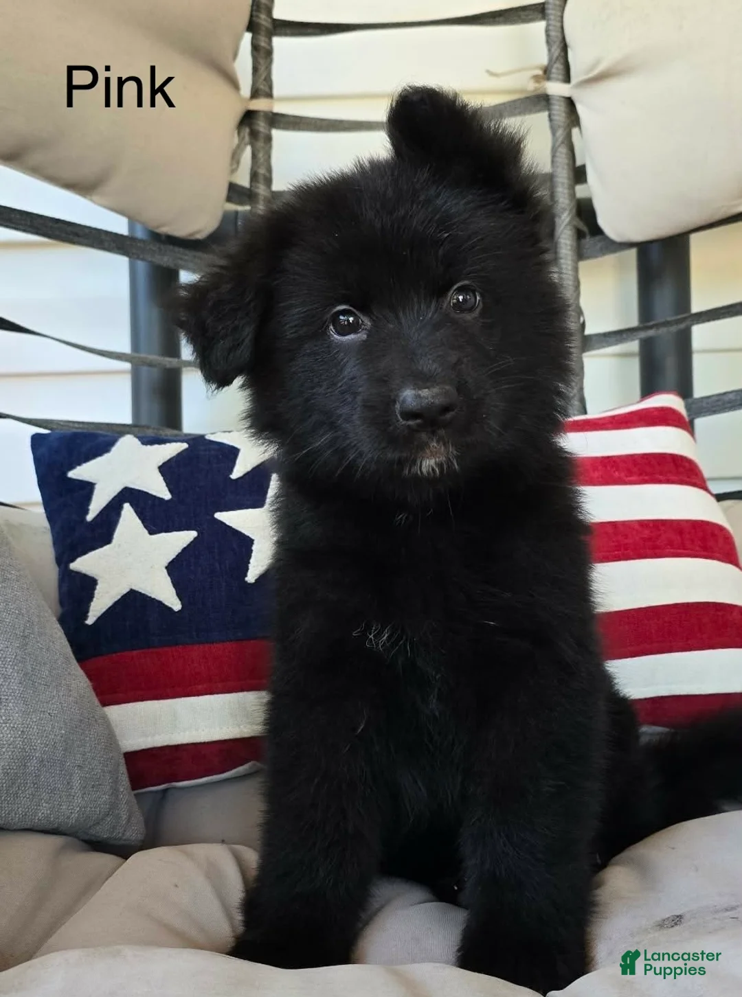 German Shepherd dogs for sale: Pink  - Ad 1