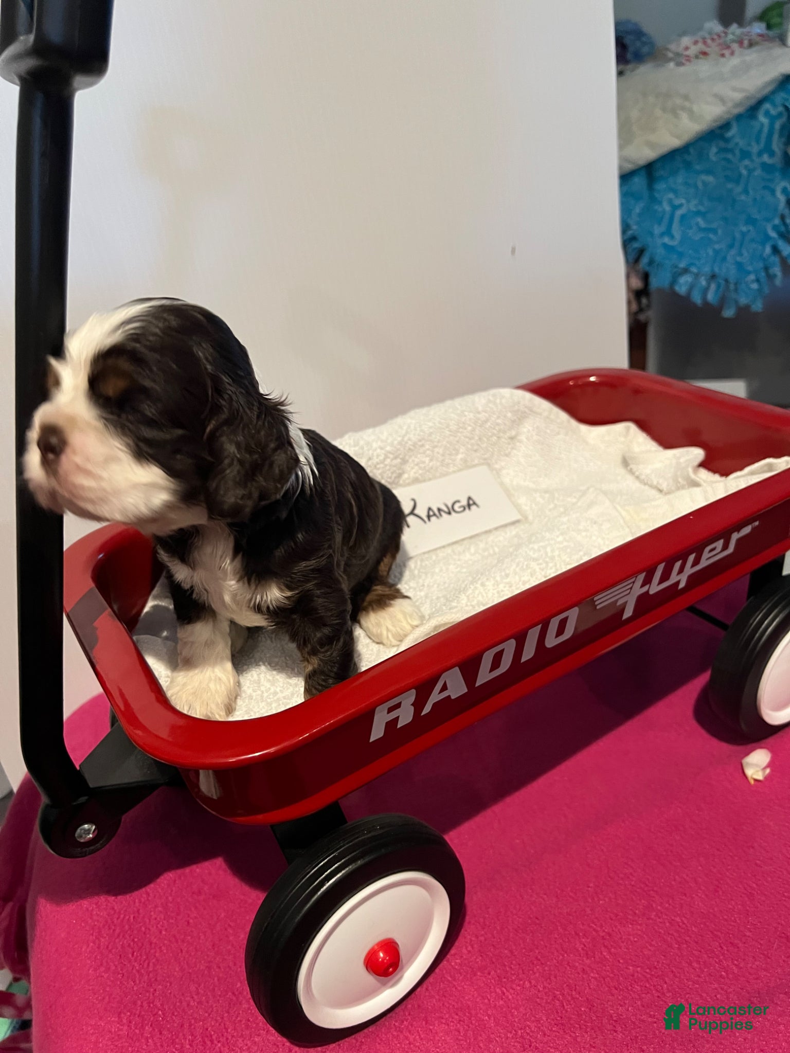 Cocker Spaniel dogs Cocker Spaniel Puppy 5 - Ad 3