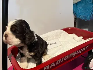 Cocker Spaniel dogs Cocker Spaniel Puppy 5 - Ad 3