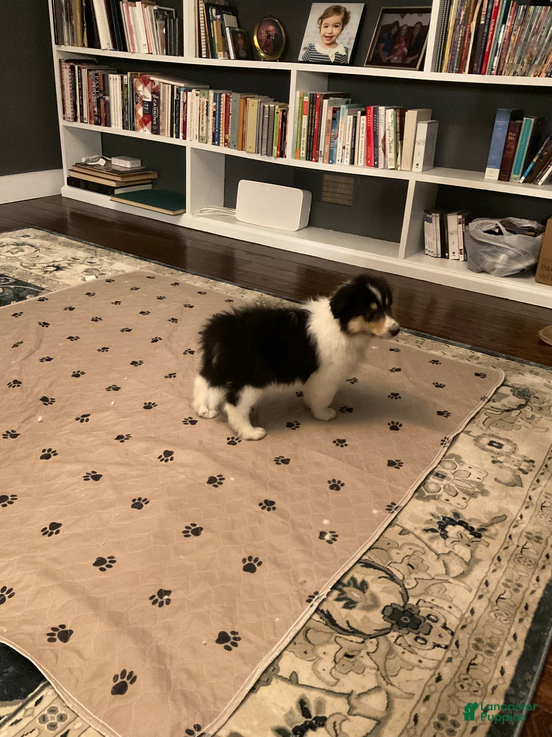 Collie dogs for sale: Collie Puppy 7 - Ad 17
