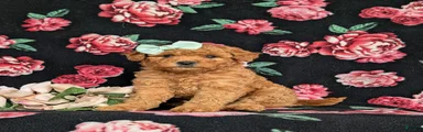 Mistie Hypoallergenic