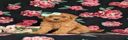 Mixed Breed dogs for sale: Mistie Hypoallergenic - Ad 1