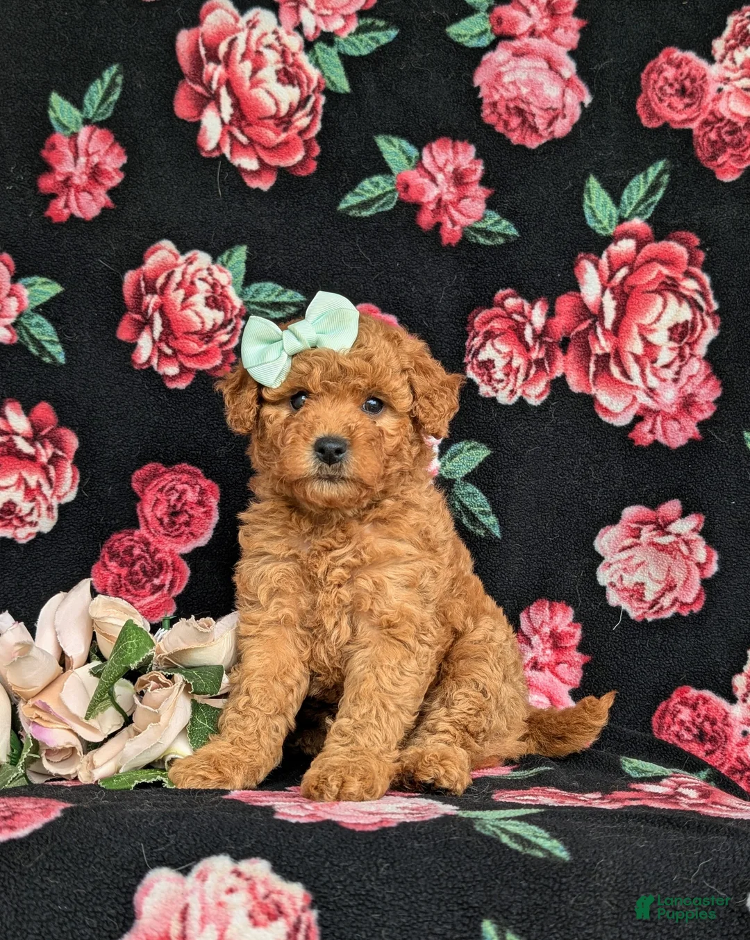 Mixed Breed dogs for sale: Mistie Hypoallergenic - Ad 1