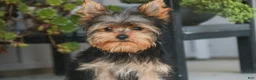 Yorkshire Terrier dogs for sale: Spunky - Ad 9