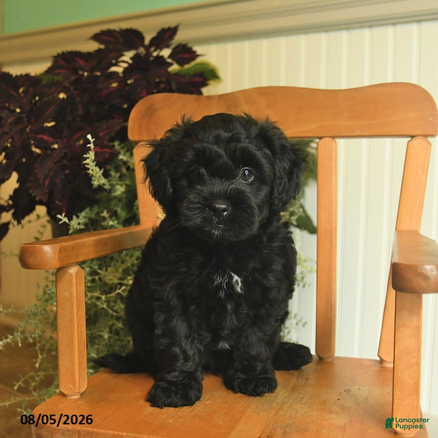 Shihpoo dogs Midnight - Ad 2