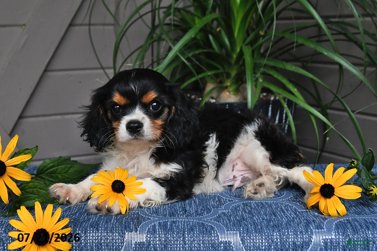 Cavalier King Charles Spaniel dogs Jaxon - Ad 2
