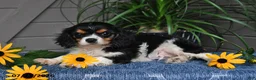 Cavalier King Charles Spaniel dogs for sale: Jaxon - Ad 2
