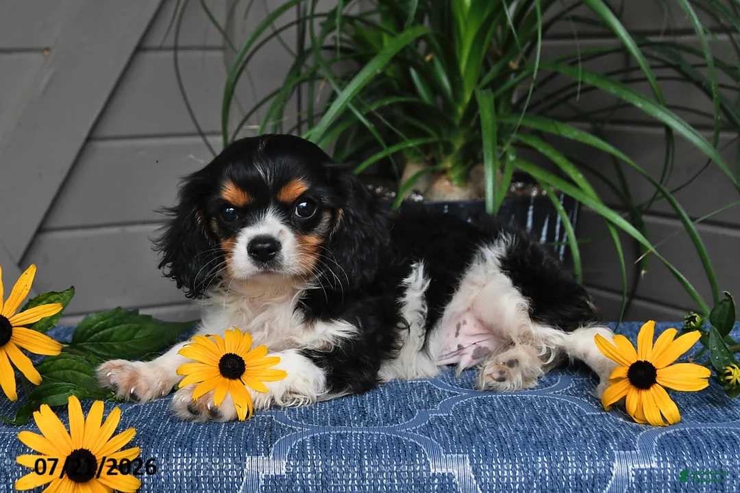 Cavalier King Charles Spaniel dogs for sale: Jaxon - Ad 2