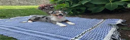 Australian Shepherd dogs for sale: Kody - Ad 2