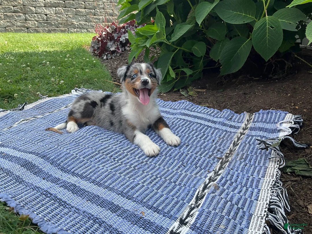 Australian Shepherd dogs for sale: Kody - Ad 2